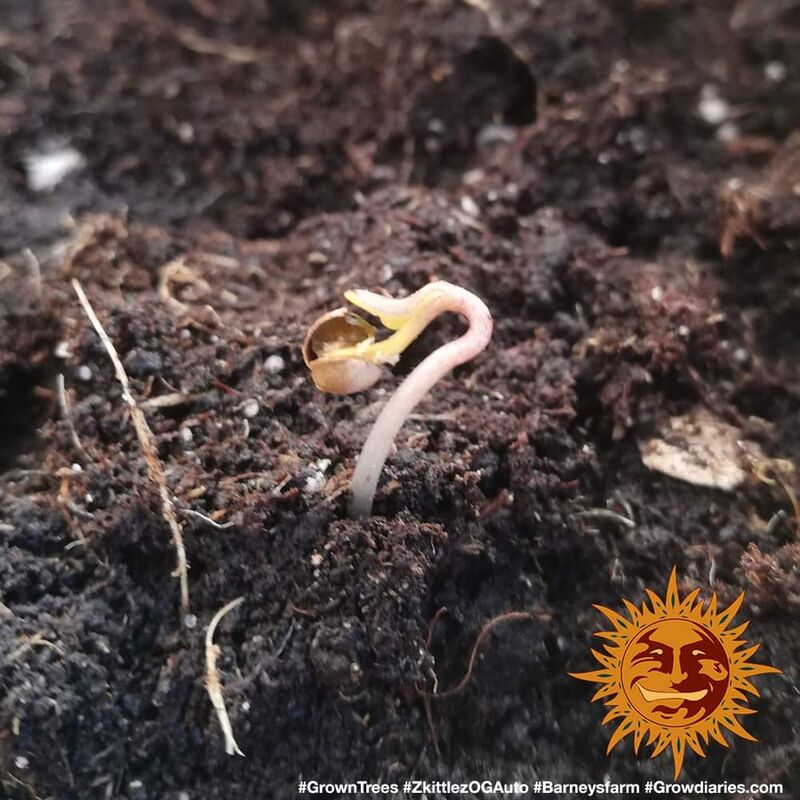 Zkittlez OG Аuto, Фасовка: 5, изображение 6